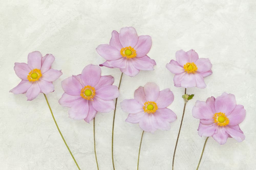 Soft Pink Blooms by Ytje Veenstra — canvas wall art