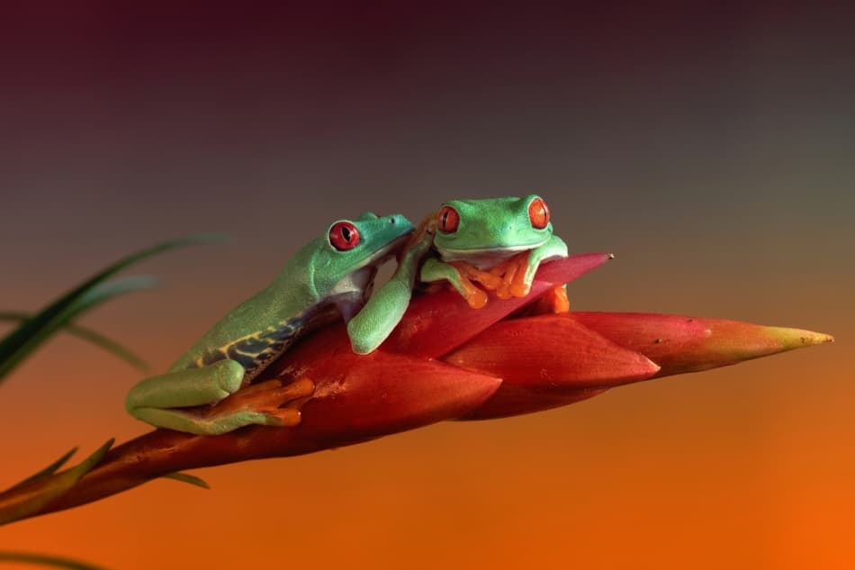 Two Red-Eyed Tree Frogs by Wil Mijer — canvas wall art