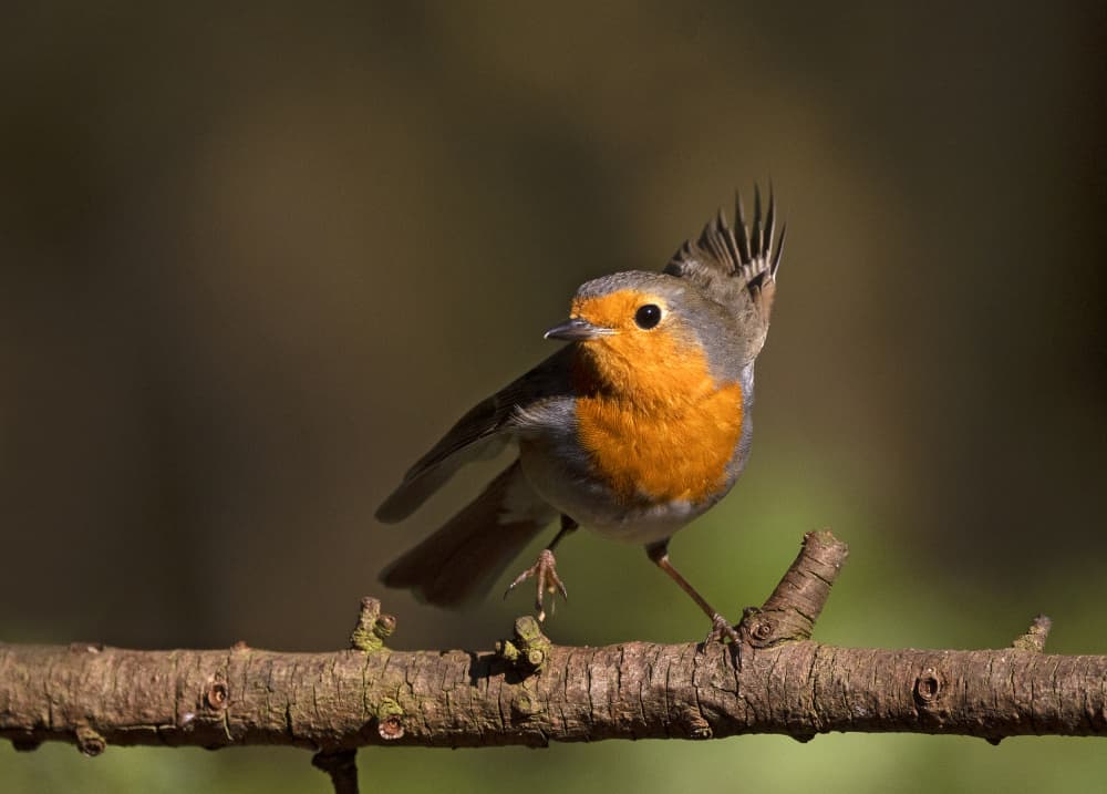 Alert Robin On Branch by Shlomo Waldmann — canvas wall art