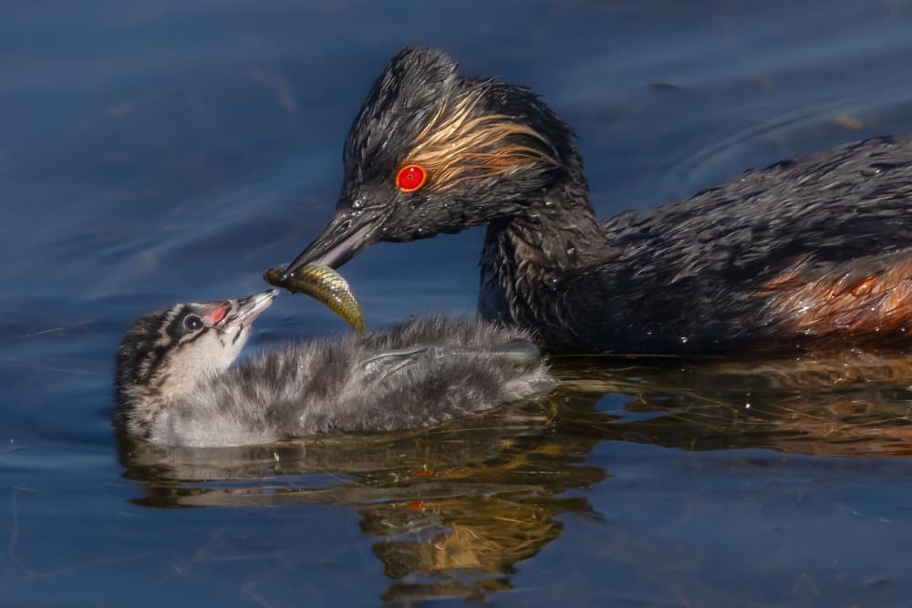 Grebe Feeding Its Chick by DonnaHom APA — canvas wall art