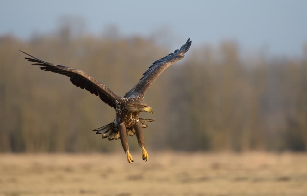 Majestic Eagle Flight by Rayco — canvas wall art