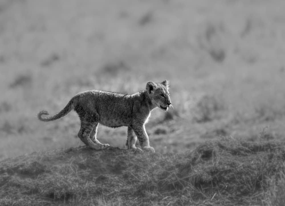 Baby Lion Cub Stroll by Jaco Marx — canvas wall art