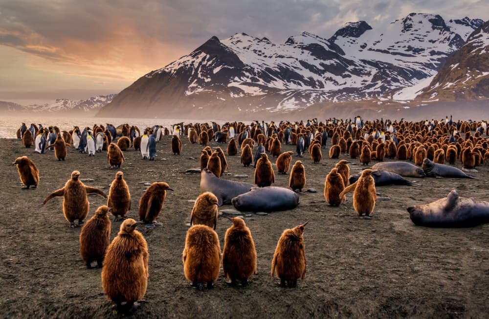 King Penguins Golden Shore by Jimmy Yang — canvas wall art