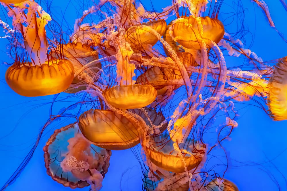 Glowing Orange Jellyfish by Mark Strom — canvas wall art