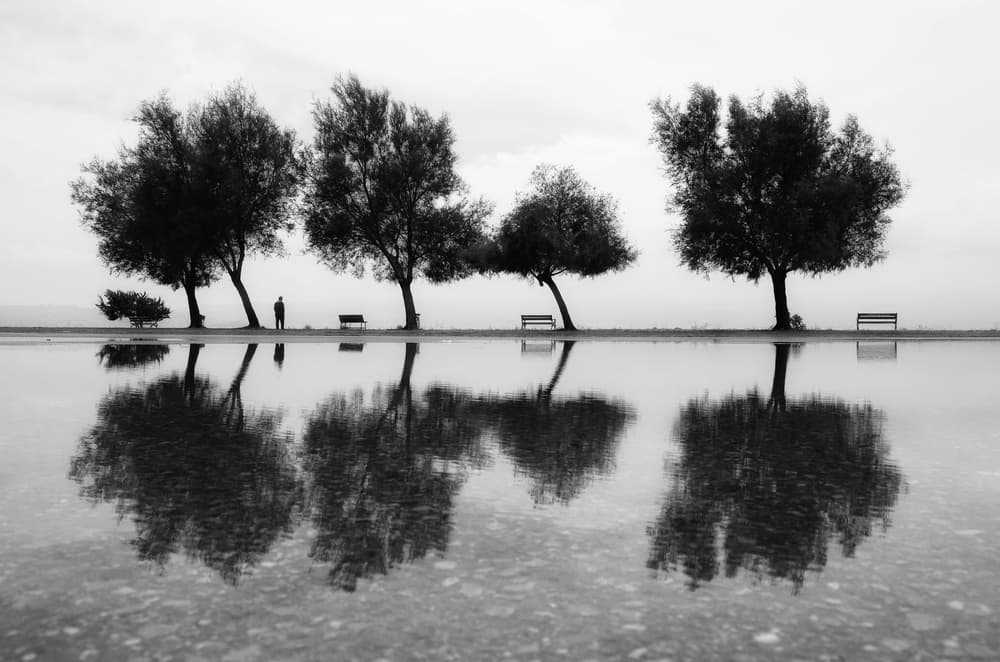 Serene Tree Reflections by Ali Ayer — canvas wall art