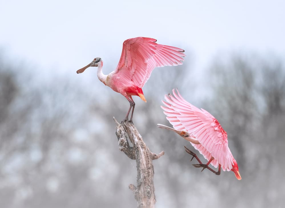 Pink Spoonbill Dance by Sheila Xu — canvas wall art