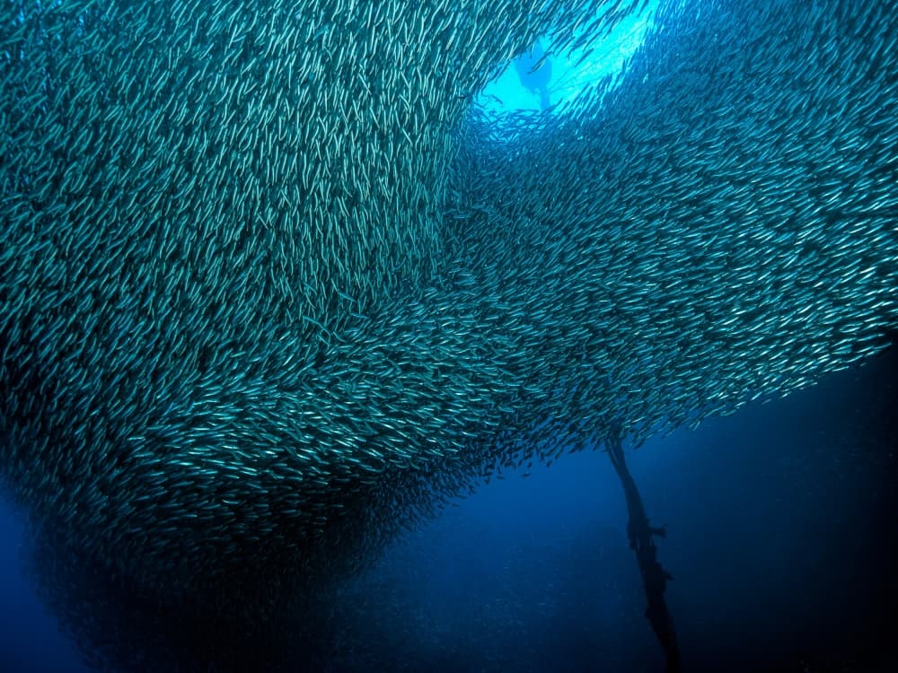 Deep Blue Fish Swirl by Henry Jager — canvas wall art