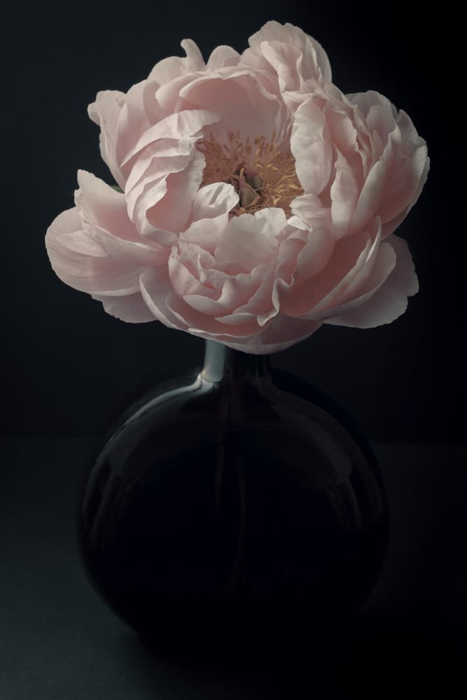 Elegant Pink Peony by Alyson Fennell — canvas wall art