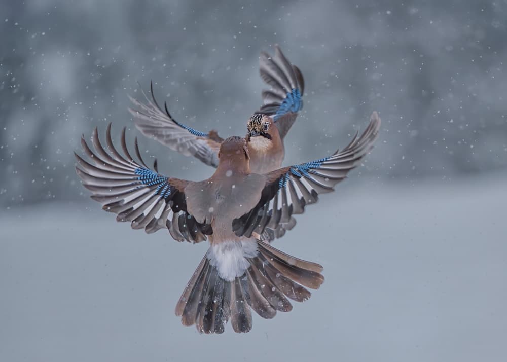 Snowy Jays Flying by Jennifer Lu — canvas wall art