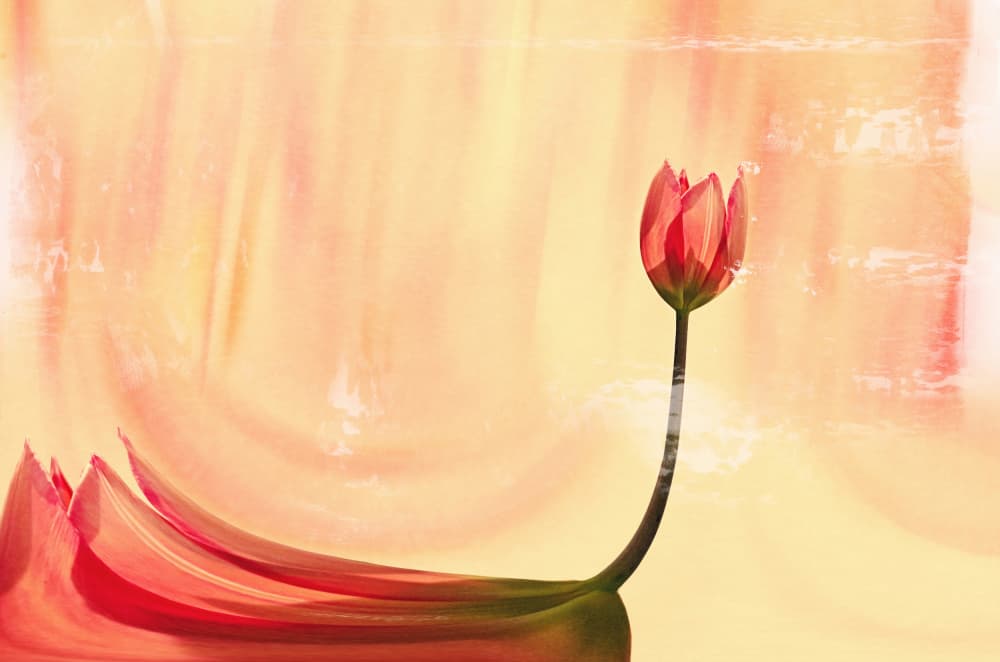 Graceful Red Tulip by Desislava Ignatova — canvas wall art