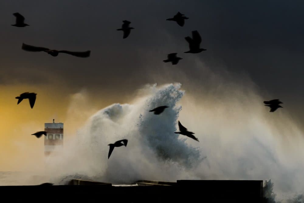 Birds Over Crashing Waves by Ricardo Leal — canvas wall art