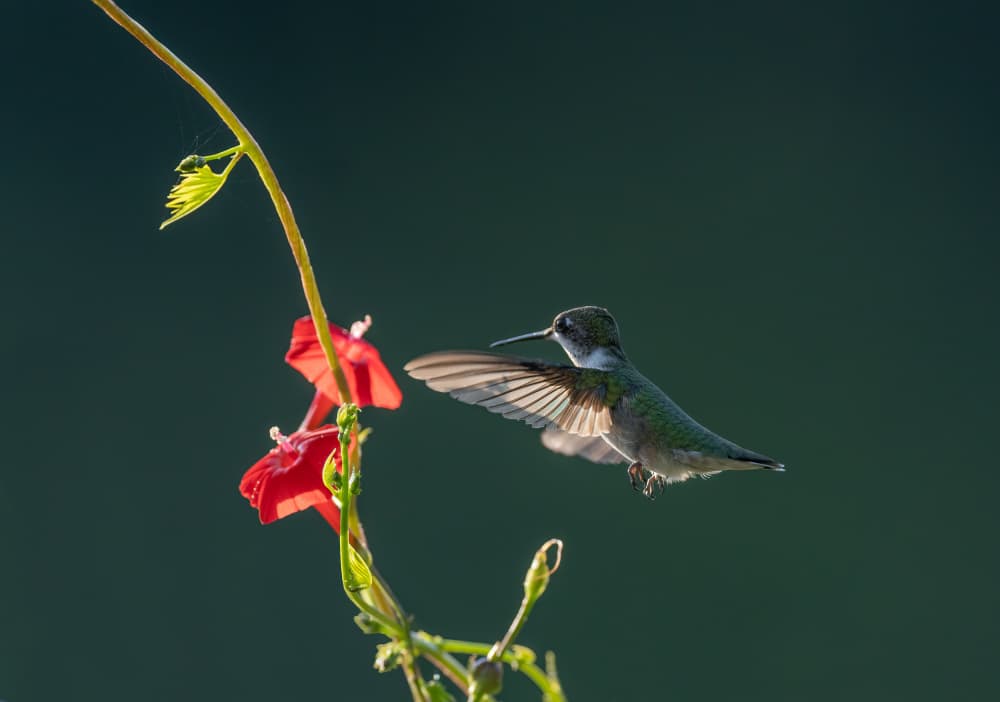 Hummingbird Visiting Flower by Binbin L. — canvas wall art