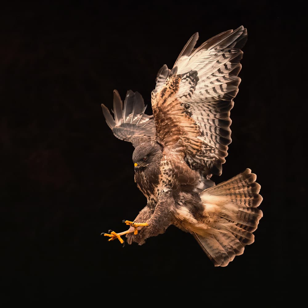 Raptor in Flight by Gert J ter Horst — canvas wall art