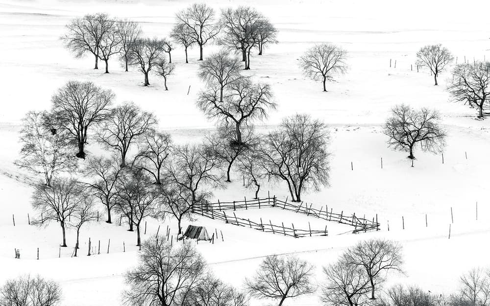 Minimalist Winter Trees by Hua Zhu — canvas wall art