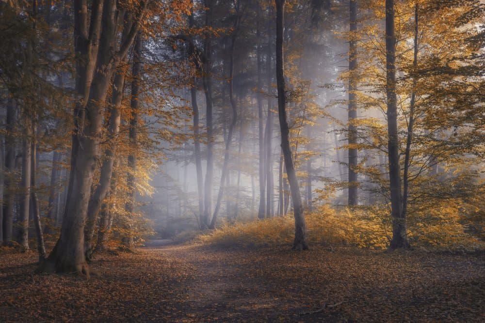 Misty Golden Forest Path by Norbert Maier — canvas wall art