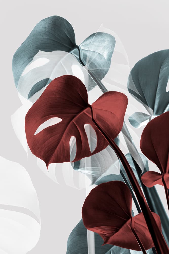 Vibrant Monstera Layers by Pictufy Studio III — canvas wall art