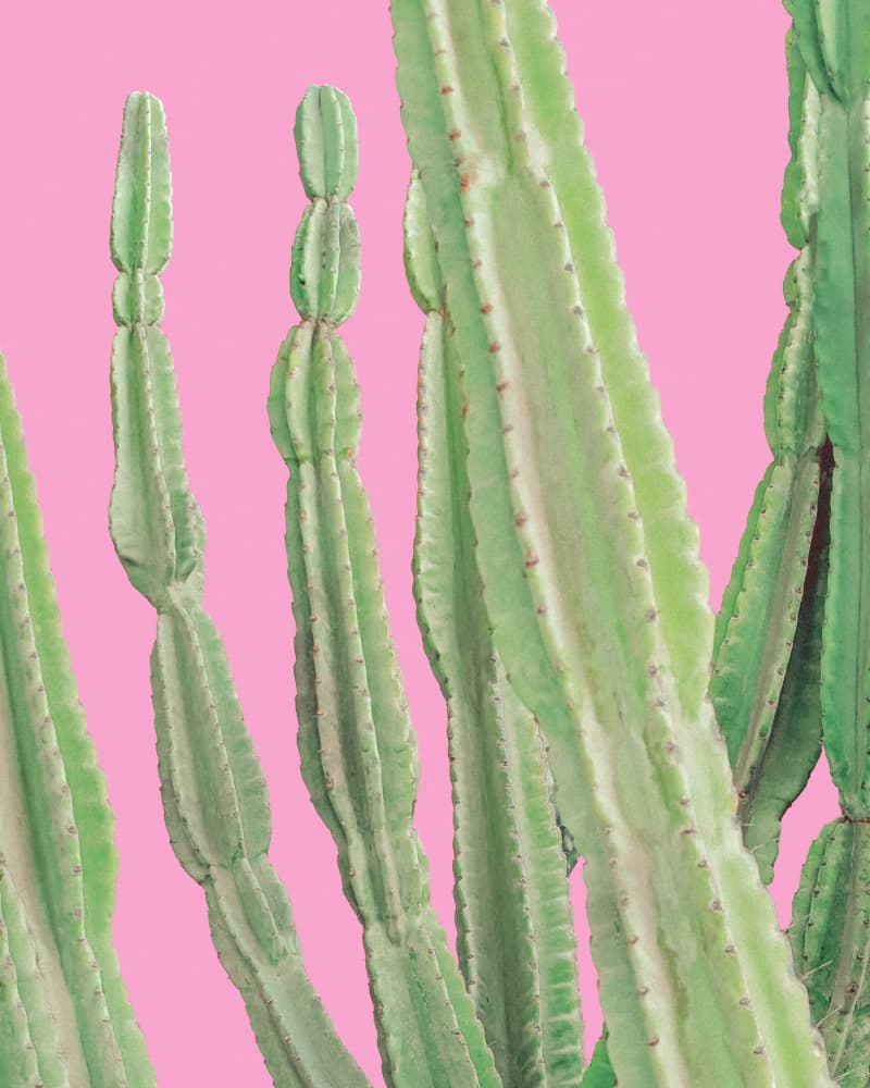 Peruvian Apple Cactus Pop Art by Tom Windeknecht — canvas wall art