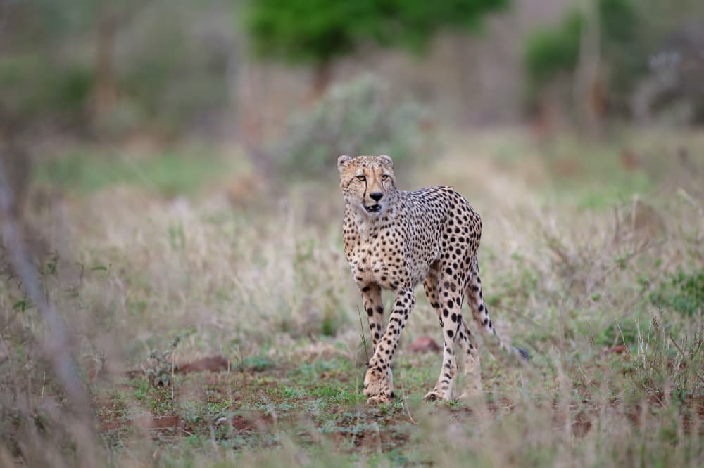 Alert African Cheetah by Marco Pozzi — canvas wall art