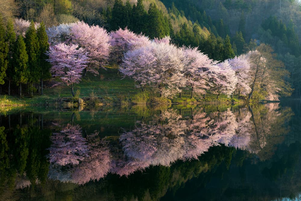 Cherry Blossom Reflections by Tatsuki Ito — canvas wall art