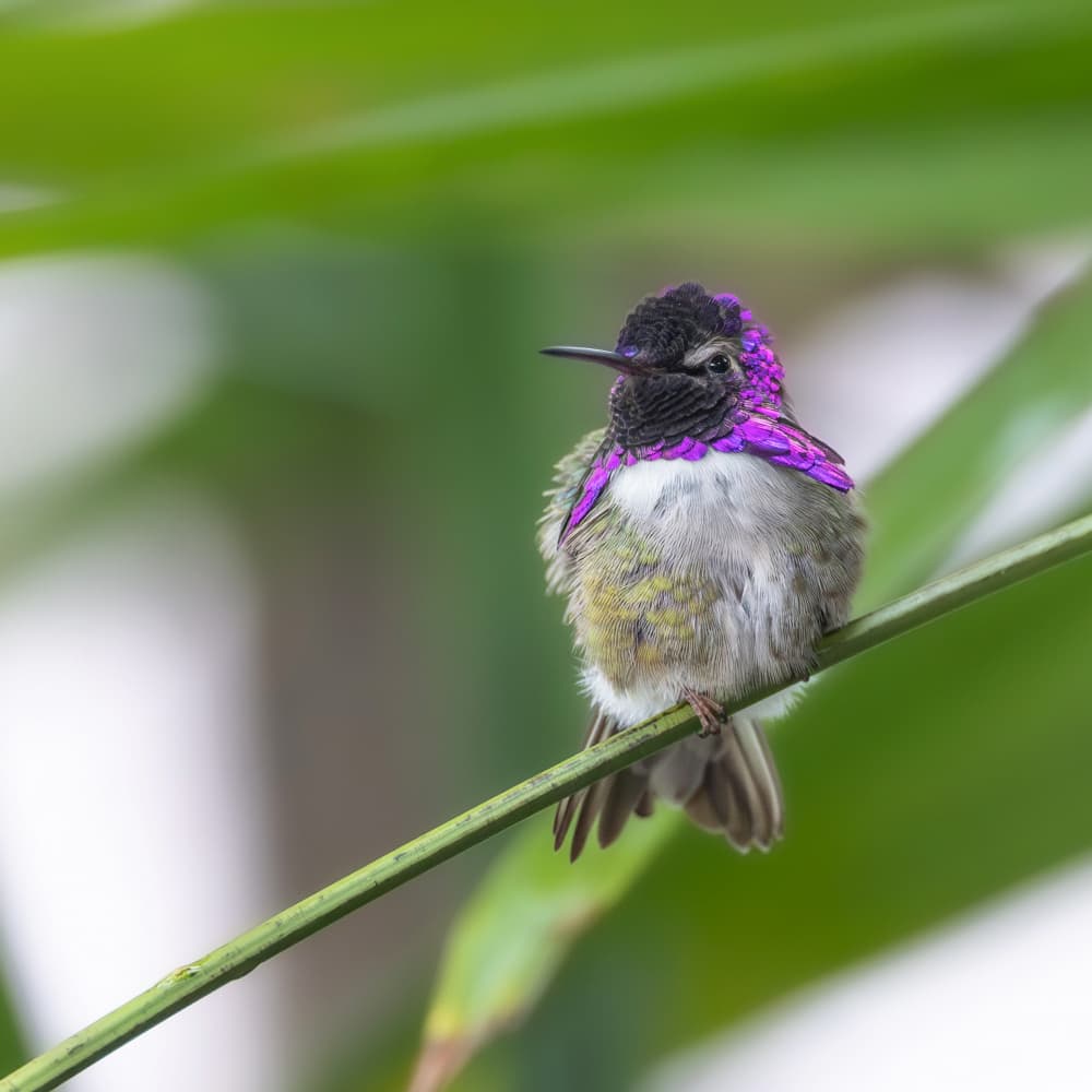 Vibrant Purple Hummingbird by Taksing (吉星高照) — canvas wall art