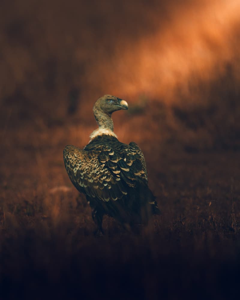 Golden Savanna Vulture by Ahmed Sobhi — canvas wall art