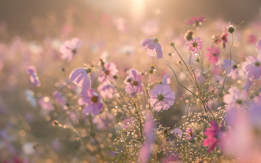 Morning Cosmos Glow by Miyako Koumura — canvas wall art