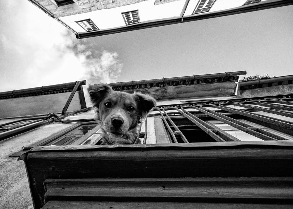 Curious Street Dog by Carlos Costa — canvas wall art