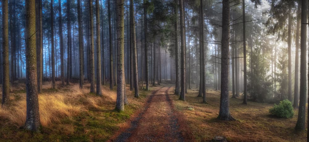 Misty Forest Path by Guy Krier — canvas wall art