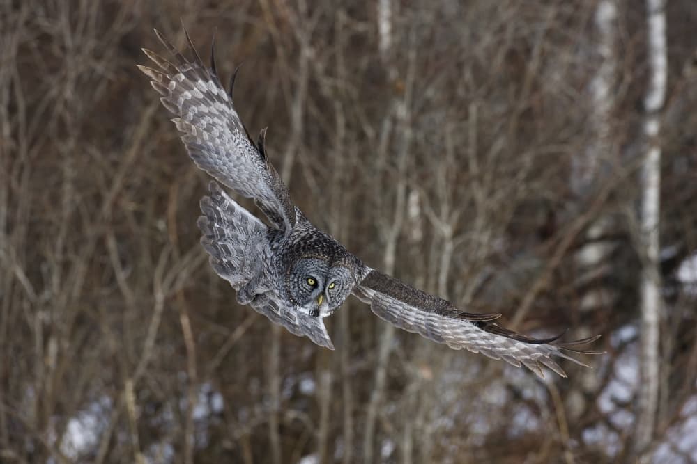 Great Gray Owl Flight by Peter Stahl — canvas wall art