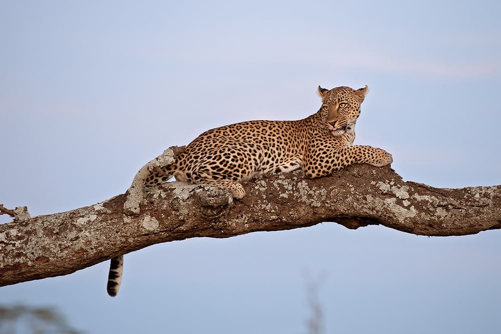 African Leopard On Branch by Marco Pozzi — canvas wall art