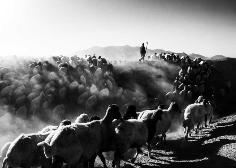 Shepherd Leading Dusty Flock by Feyzullah Tunç — canvas wall art