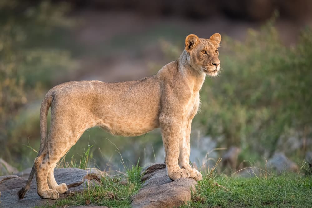 Golden Hour Lioness by Jeffrey C. Sink — canvas wall art