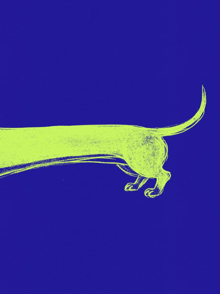 Long Yellow Dachshund by Andreas Magnusson — canvas wall art