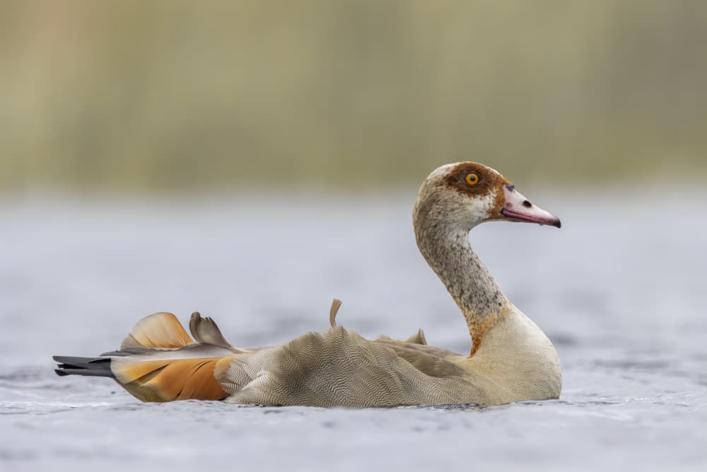 Serene Egyptian Goose by Ytje Veenstra — canvas wall art