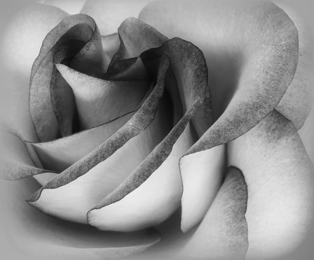 Elegant Gray Rose by C. Ray Roth — canvas wall art