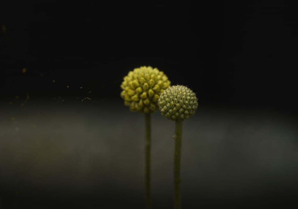 Yellow Green Blooms by Lotte Grønkjær — canvas wall art