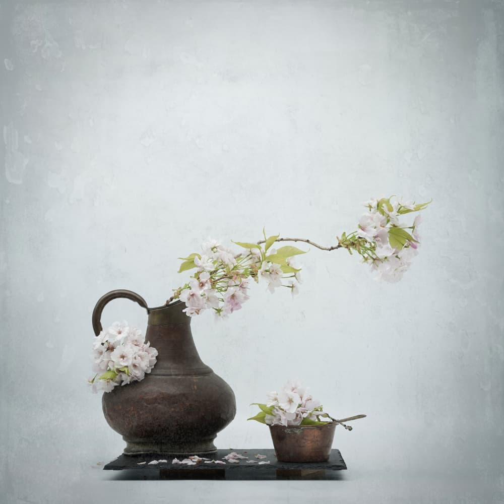 Cherry Blossom Still Life by Saskia Dingemans — canvas wall art