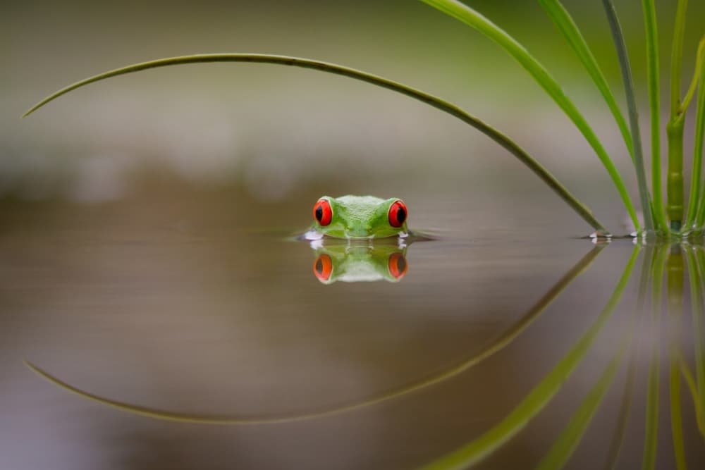 Red-Eyed Frog Reflection by Kutub Uddin — canvas wall art
