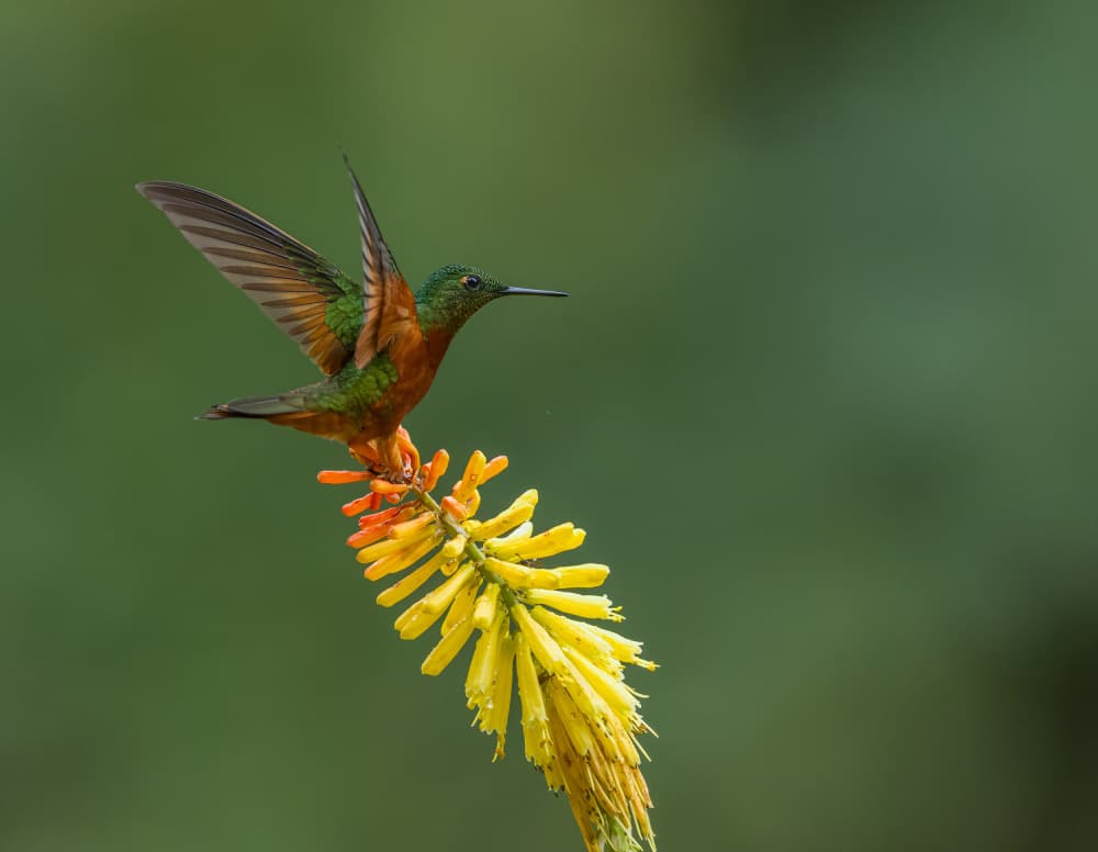 Vibrant Hummingbird Bloom by Eugene Zhu — canvas wall art