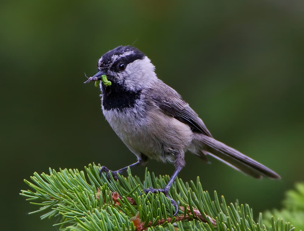 Chickadee with Green Caterpillar by verdon — canvas wall art