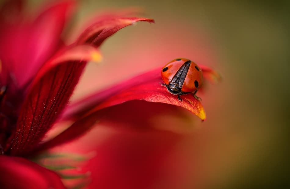 Simply red by Mandy Disher — canvas wall art