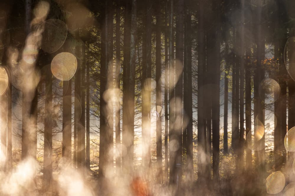 Forest Glow 2 by Mareike Böhmer — canvas wall art