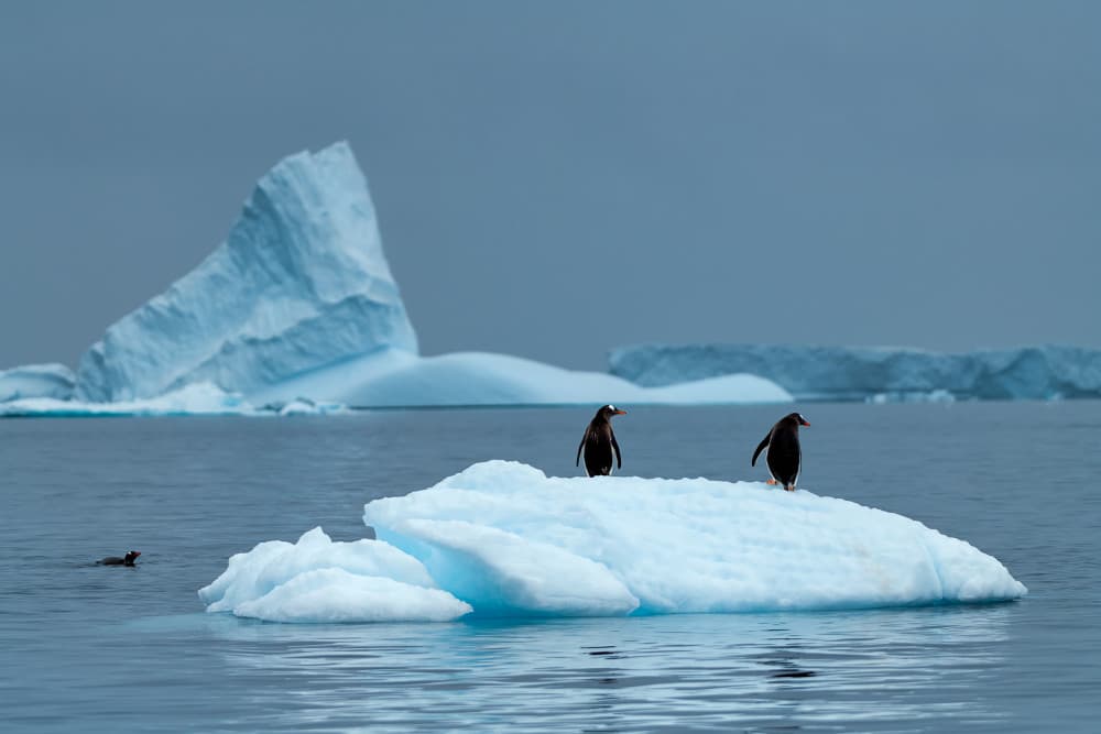 Gentoo Penguins on Ice by Mei Xu — canvas wall art