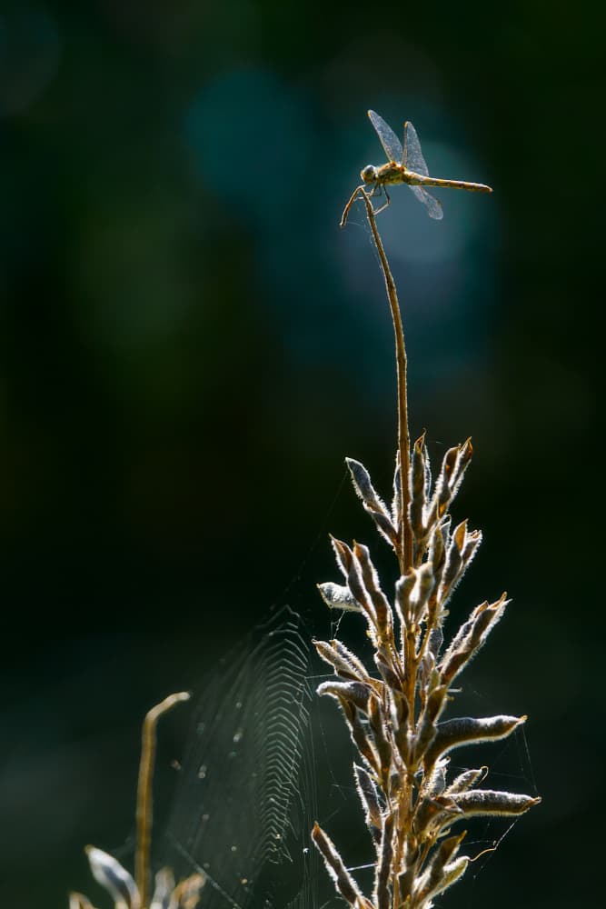 Dragonfly on Glowing Plant by Bodo Balzer — canvas wall art