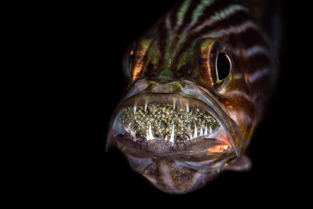 Fish Mouth Full of Eggs by Jennifer Lu — canvas wall art