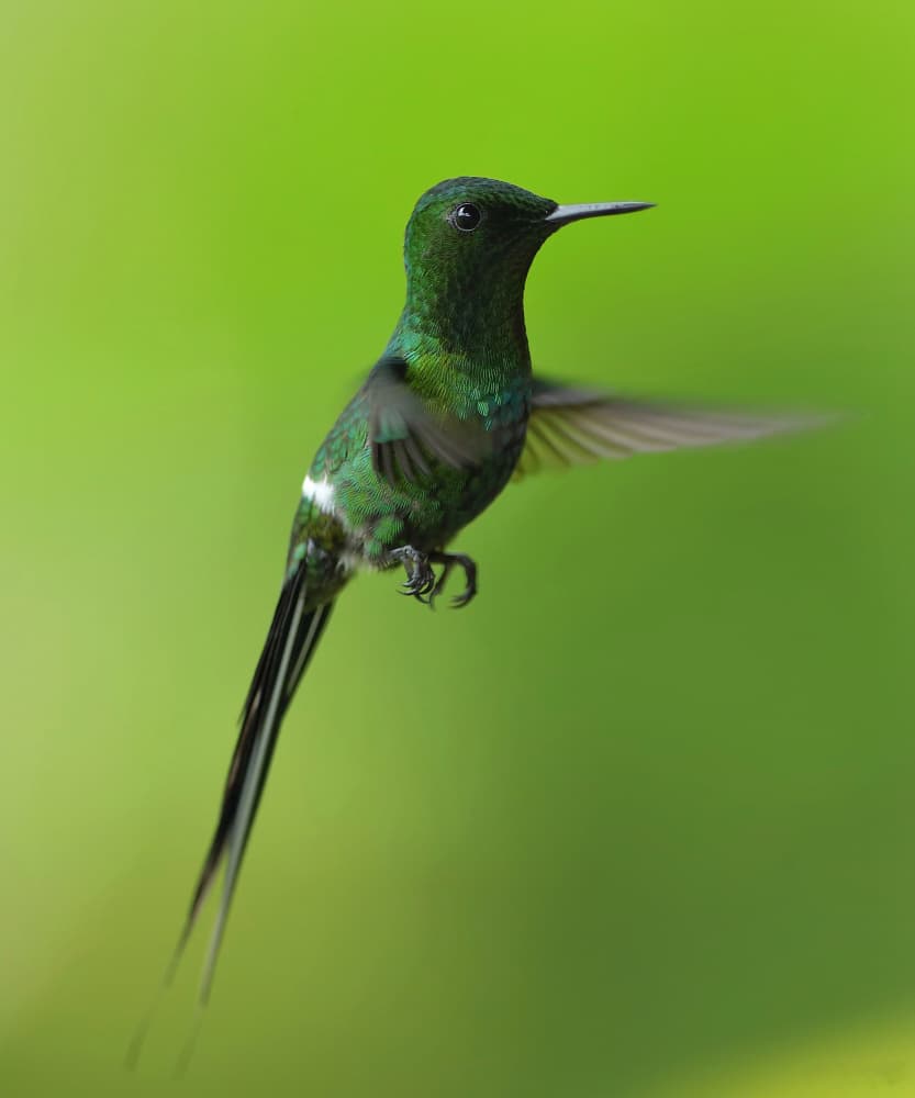 Green Hummingbird In Flight by Gavin Lam — canvas wall art