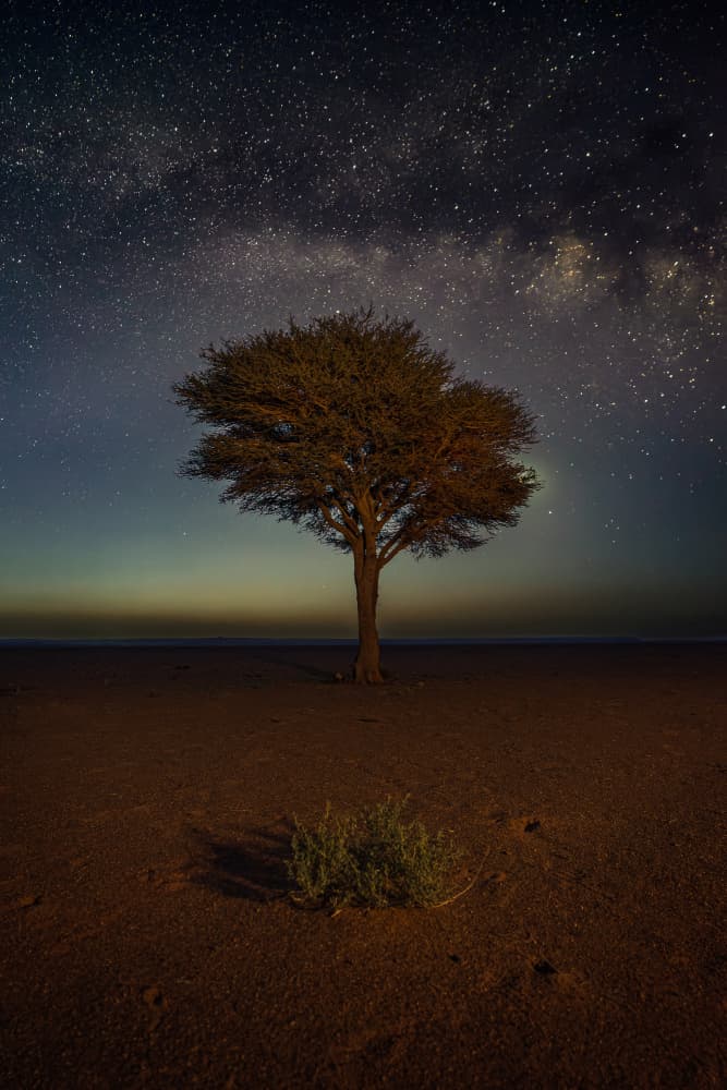 Milky Way Desert Tree by Francisco Crusat — canvas wall art