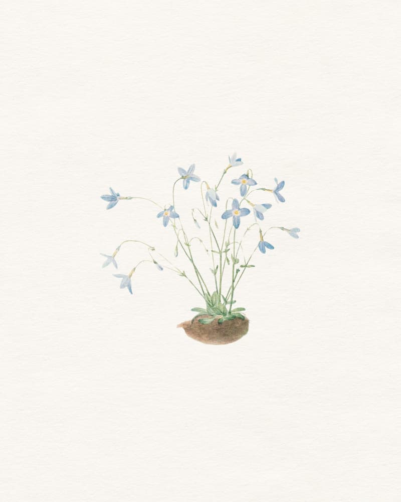 Delicate Blue Flowers by Wild Violets — canvas wall art