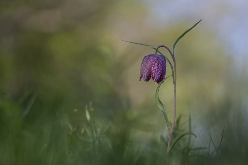 Purple Fritillaria Bloom by Carola Onkamo — canvas wall art
