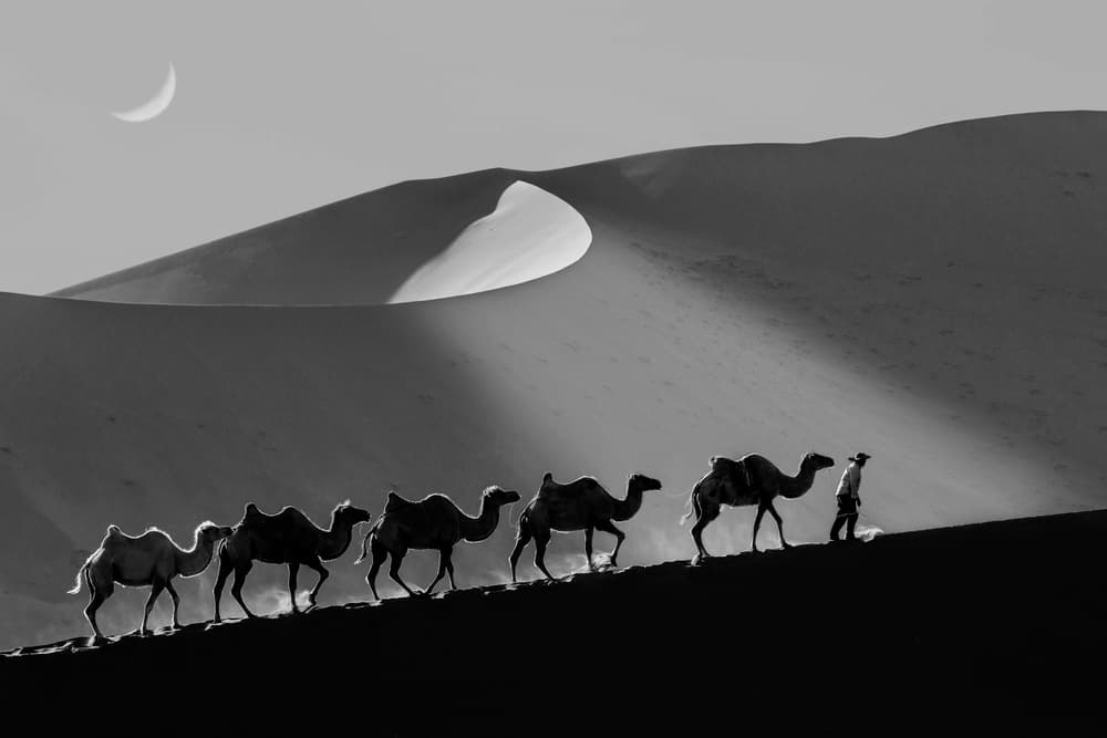 Moonlit Desert Journey by Shin Woo Ryu — canvas wall art